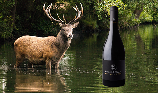 Elan dans l’eau près d’une bouteille de vin noir de Domaine Melody.